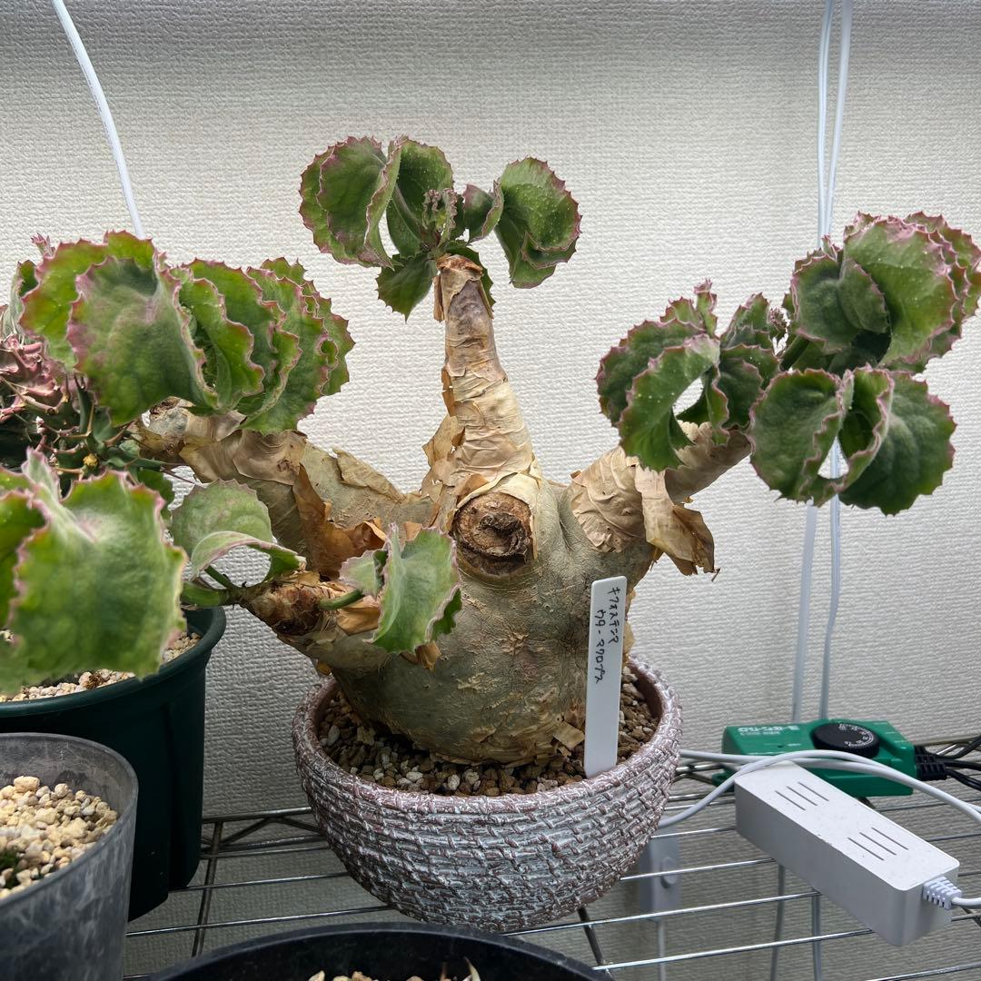 キフォステンマ ウターマクロプス キフォステンマ・マクロプス | 多肉植物・特別な鉢の販売 | トーキー