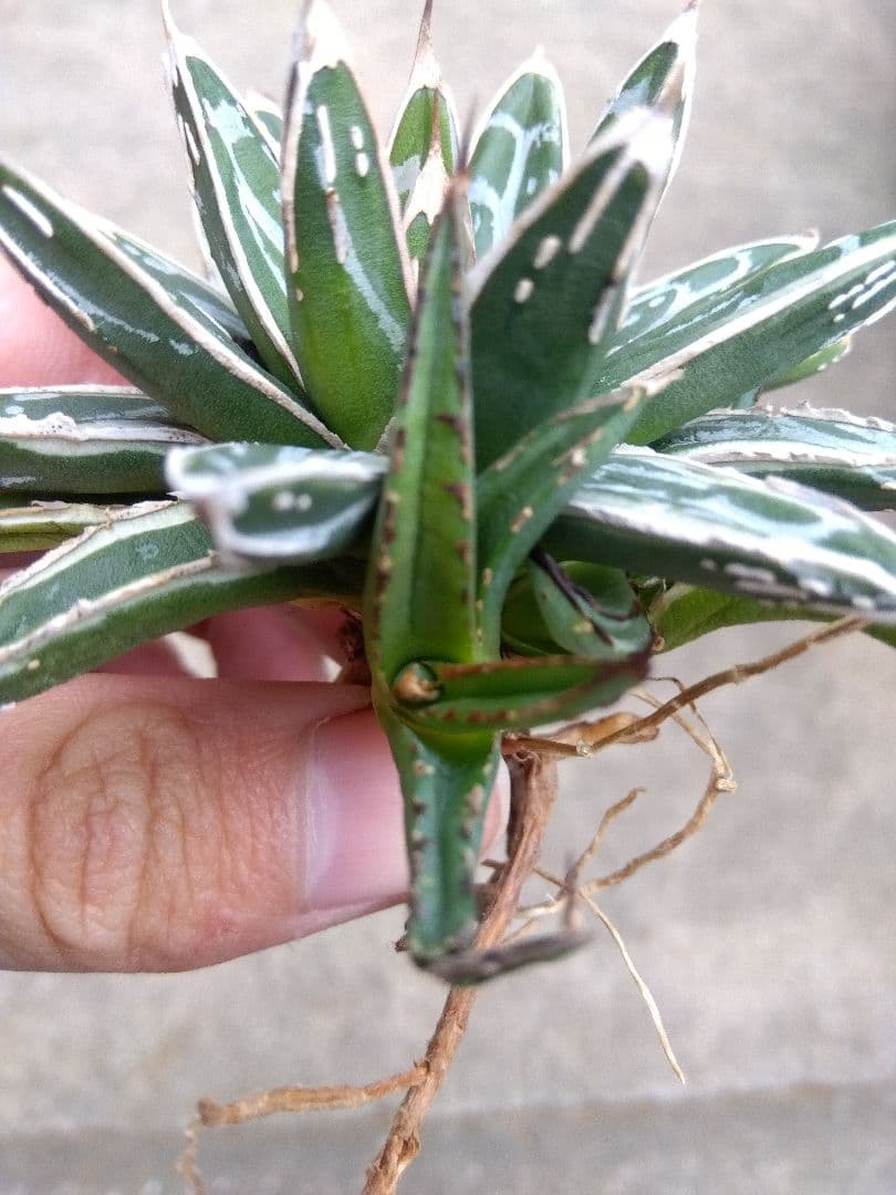 アガベ 姫笹の雪 白覆輪斑 親株＋子株3株つき❗ ②