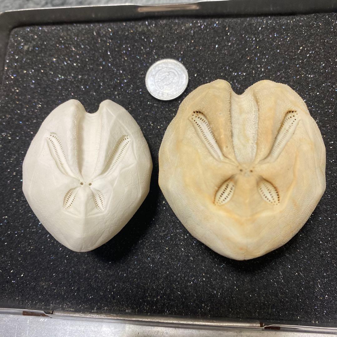 海外のブンブク ブンブクチャガマ ウニ ウニ殻 標本 - メルカリ