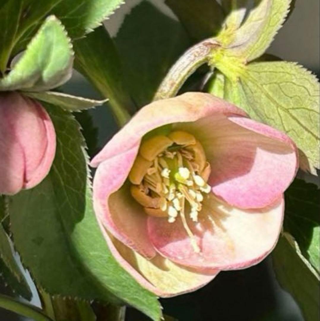 横山園芸】クリスマスローズ ベビードール 《2/21》 - メルカリ