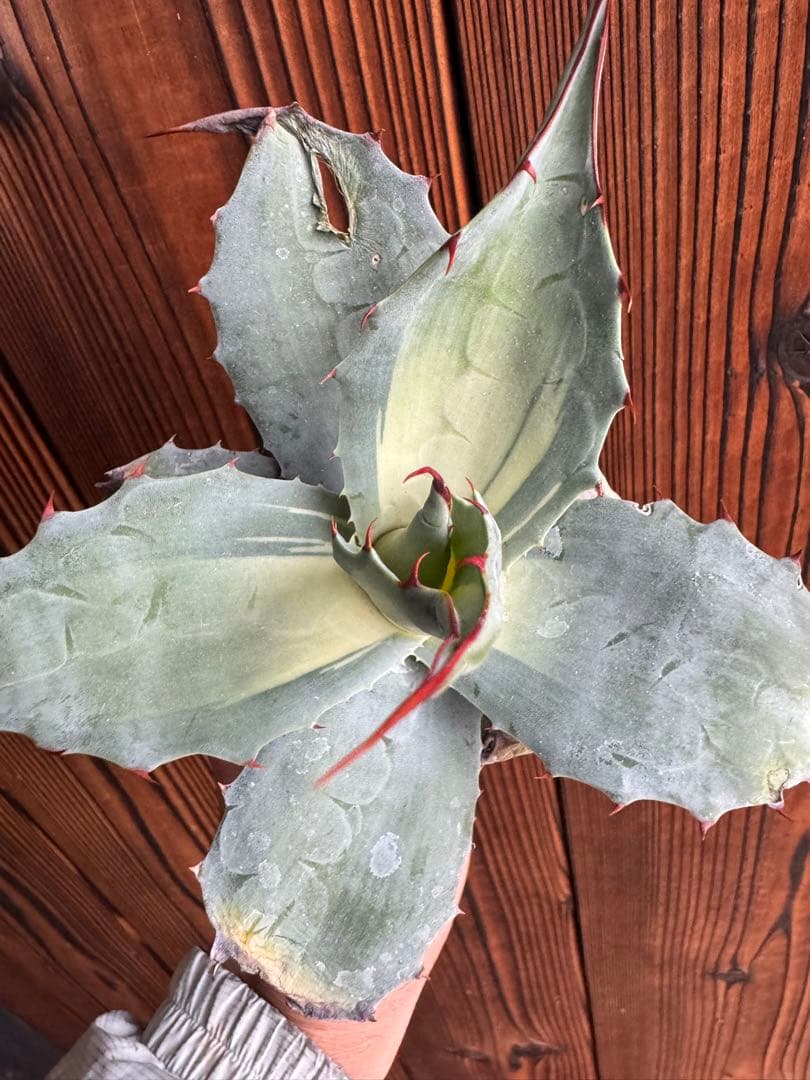 アガベ Agave ovatifolia 'Awakening Angel' 208 アガベ Agave ovatifolia 'Awakening Angel' Agave ovatifolia