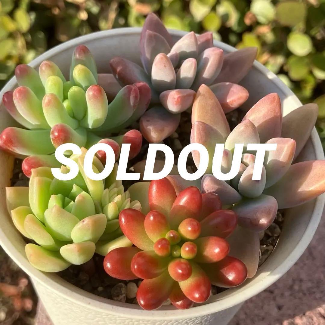 多肉植物 カット苗 楽天市場】多肉植物 カット 苗 「6個セット」 植物 寄せ植え セット