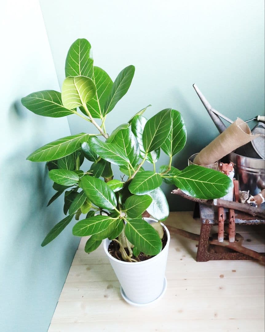 人気の根上り《現品》8号 ベンガレンシス 曲がり幹