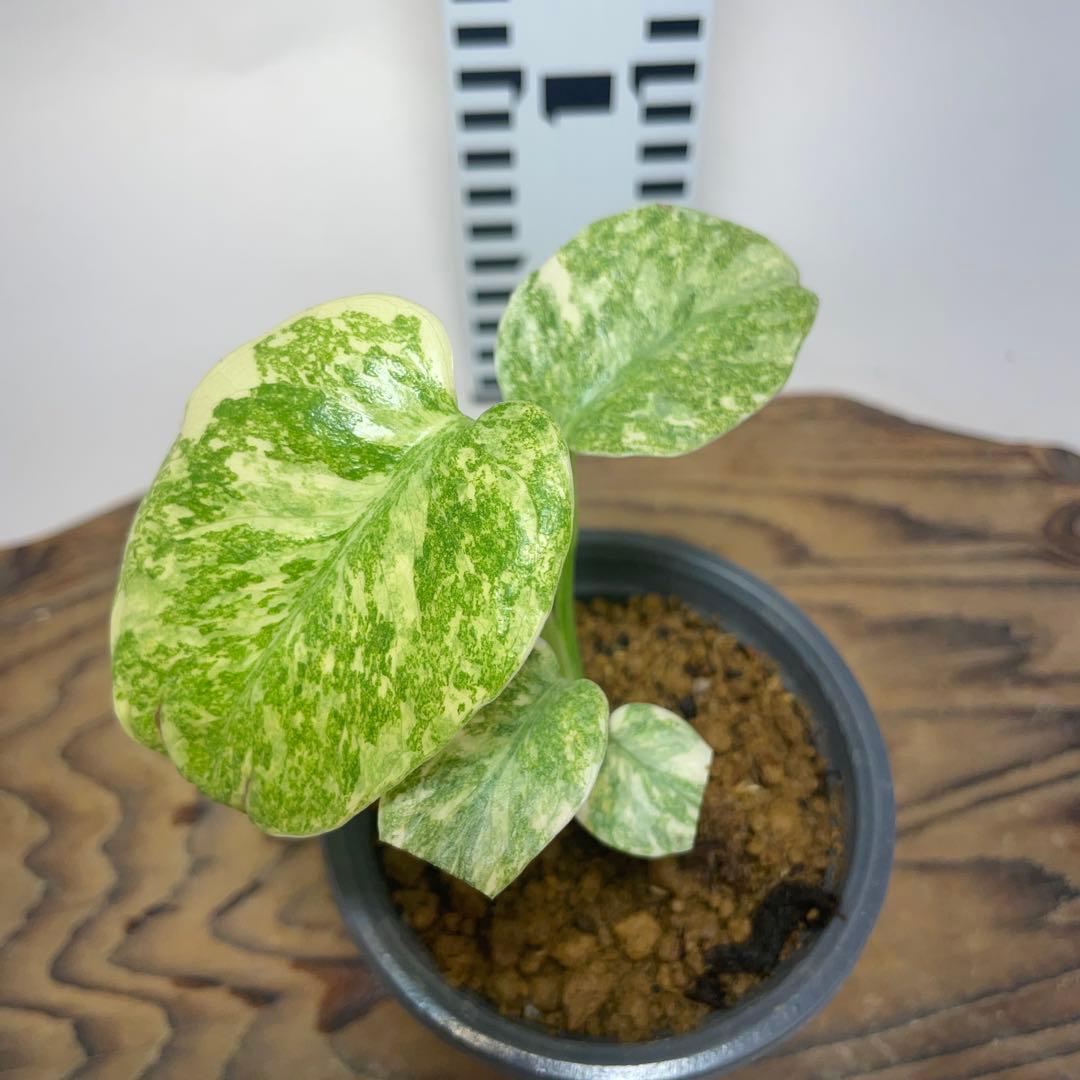 ゆ*様 q12モンステラ デリシオーサ レガシー 斑入り - メルカリ