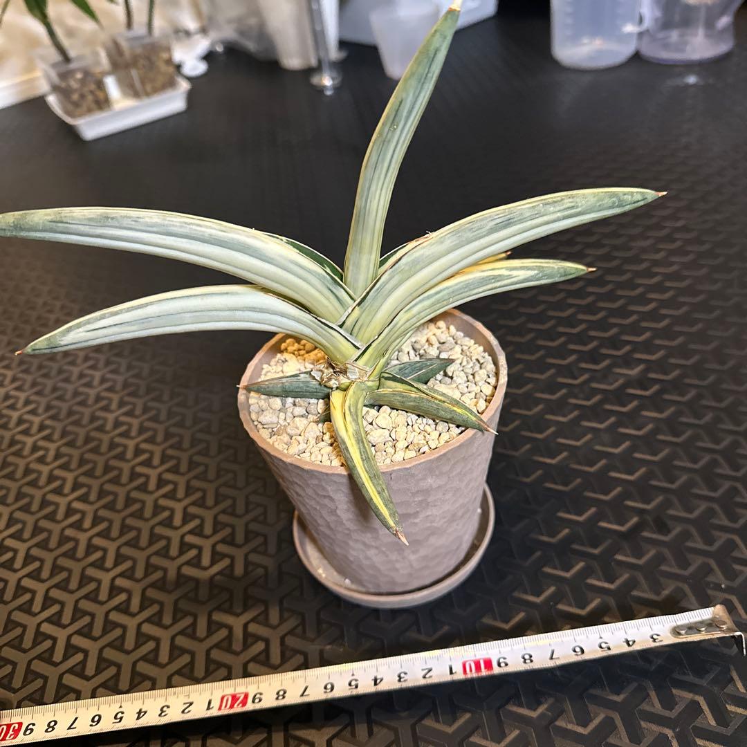 サンスベリア ブルークローン　斑入り 園芸ネット本店｜[ザ・ファームセレクト]サンセベリア：Lav.1970 白斑