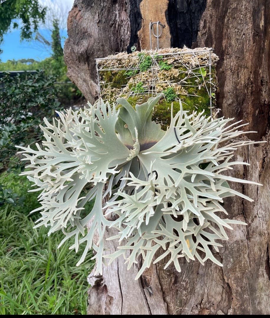 P.willinckii Yellow moon dwarf （子株 OC) - メルカリ