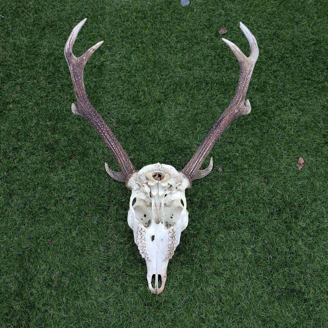 鹿の頭骨 角付き 大きめ ニホンジカ