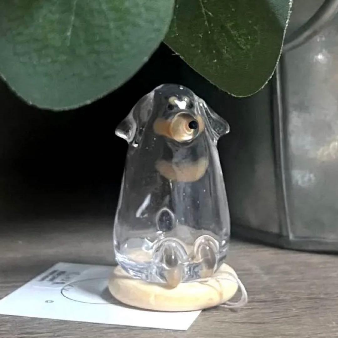 うちの子けだまだま 犬 黒ダックス Mサイズ　ブラックタン　チョコタン ミニチュアダックスの子犬一覧 | ペットショップ 犬の家&猫の里 | 子犬