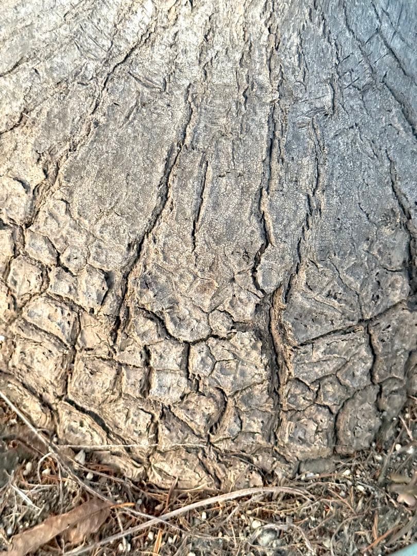 最終価格 希少♪大型 特大株♪ トックリラン ポニーテール ノリナ