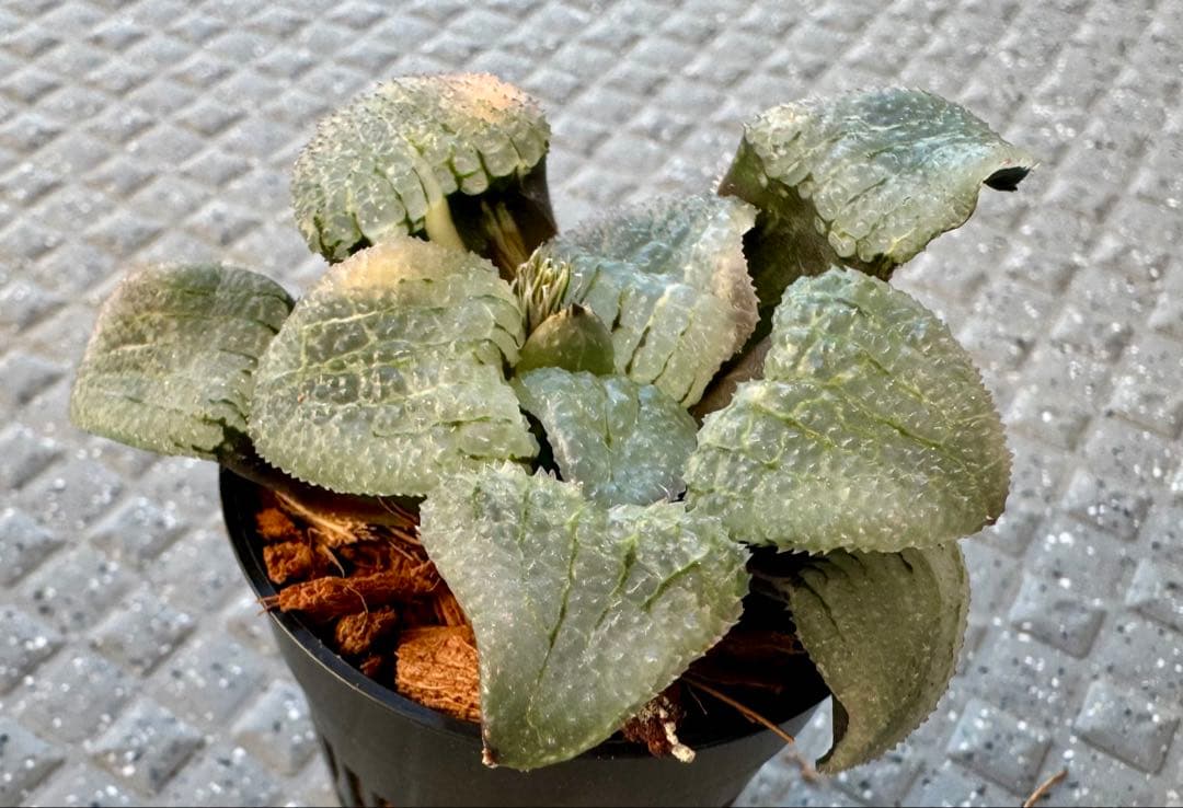 ハオルチア 天空の境錦 - メルカリ