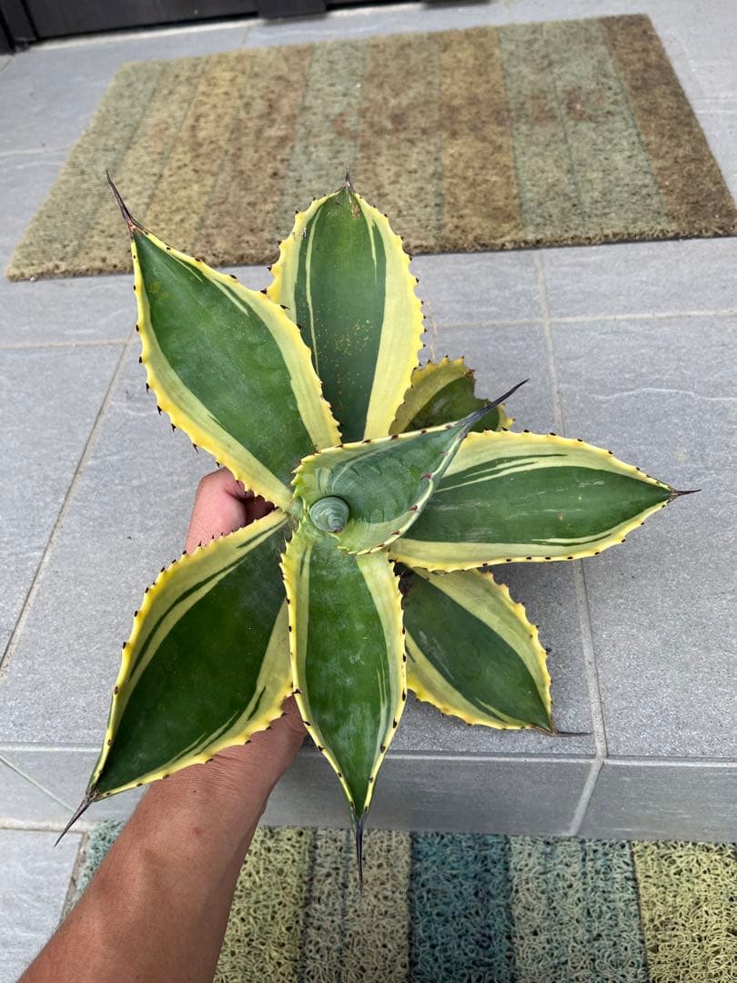 アガベ リップルエフェクト親株