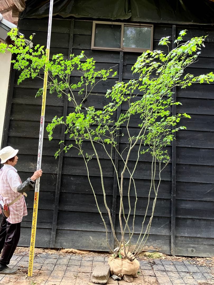 キメラ　70 山採り　ヤマモミジ maxresdefault.jpg