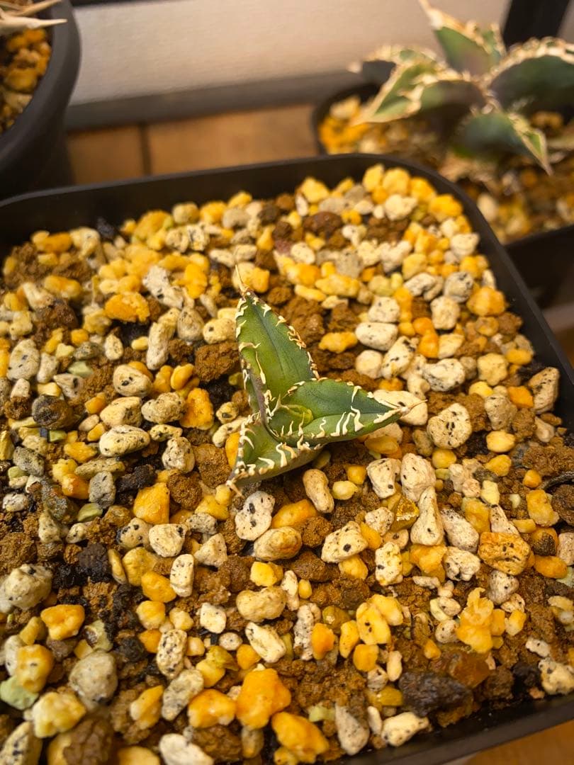 アガベ　ivory wa 子株　cj special 大白鯊　ホオジロザメ　冰雹