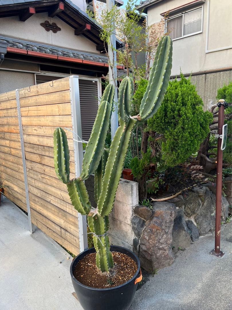 柱サボテン　ブランチ　切り込み仕立て 1点もの！柱サボテン | ブランチ仕立て - 観葉植物・多肉植物の販売