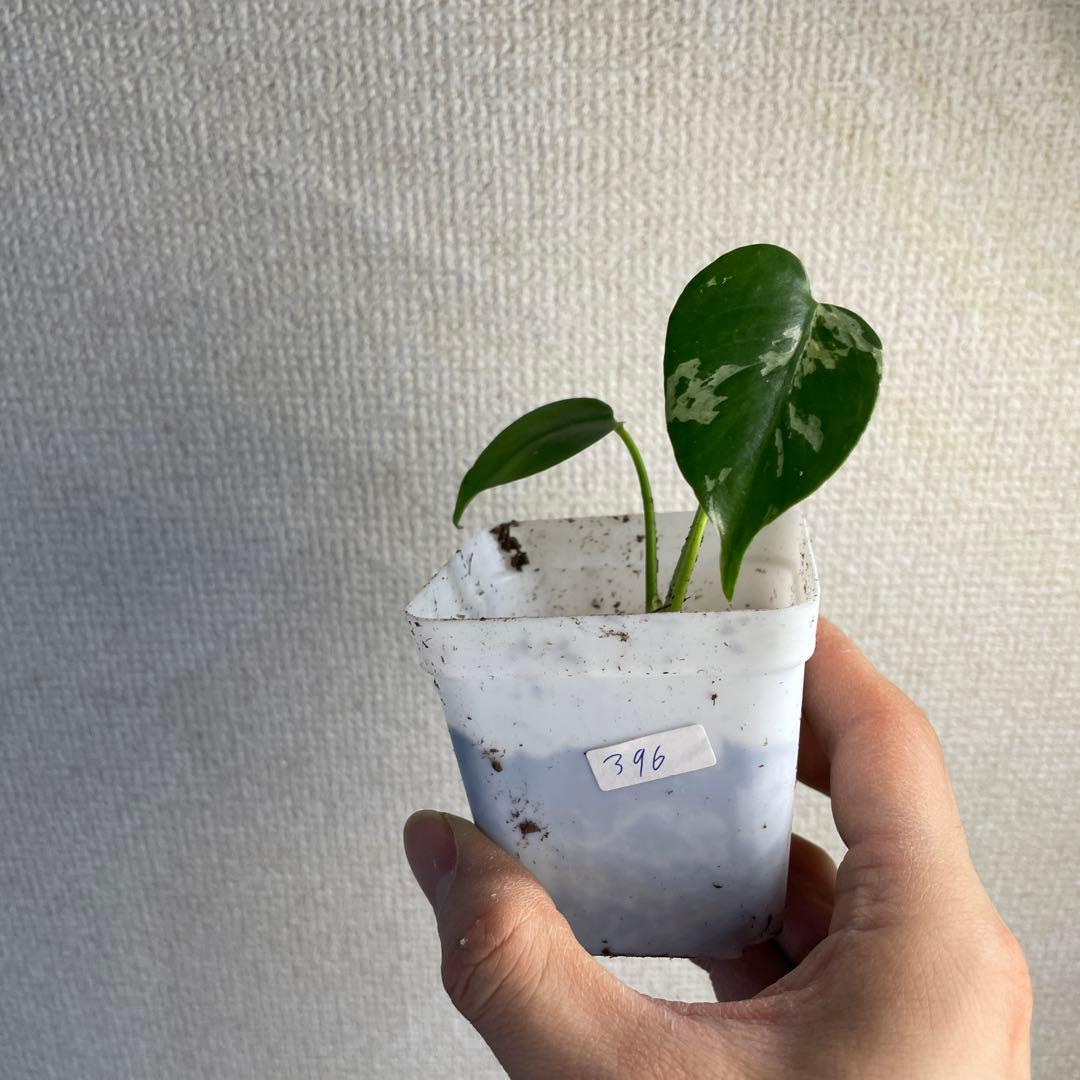 モンステラ デリシオーサ バルバソー - メルカリ