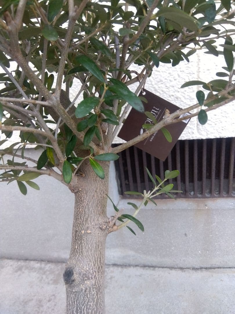 オリーブ 創樹 souju ネバディロブランコ 8号鉢つき 極太❗ い - メルカリ