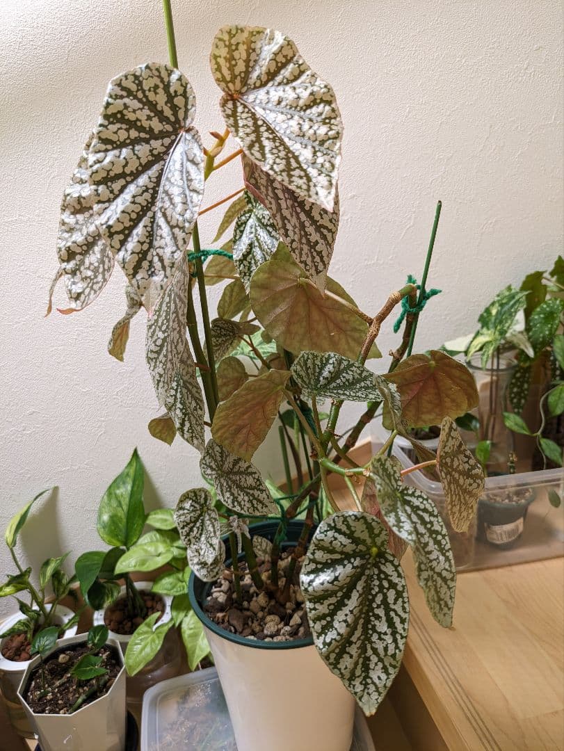 希少 木立性ベゴニア スノーキャップド カット苗 - メルカリ