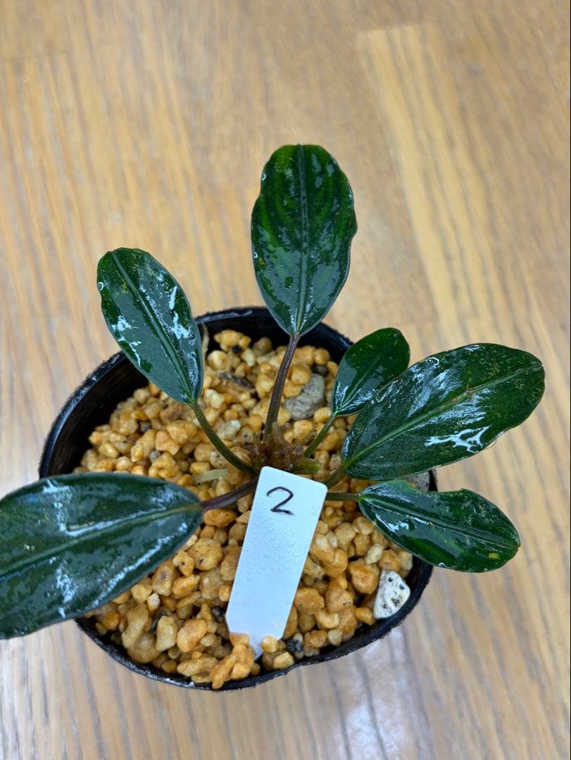 ⭐︎ブセファランドラ モトレィアーナ ② 濃青個体 /パダワン 根伏せ1