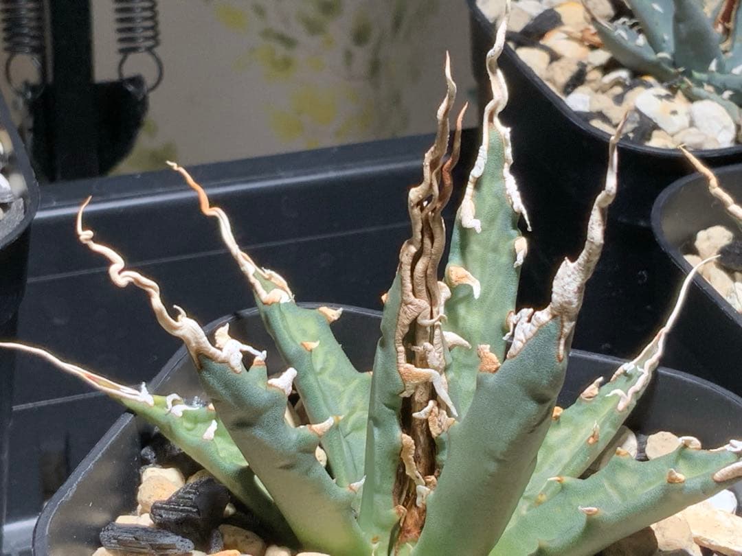 エボリスピナ 陽炎 コレクション株③ (極)