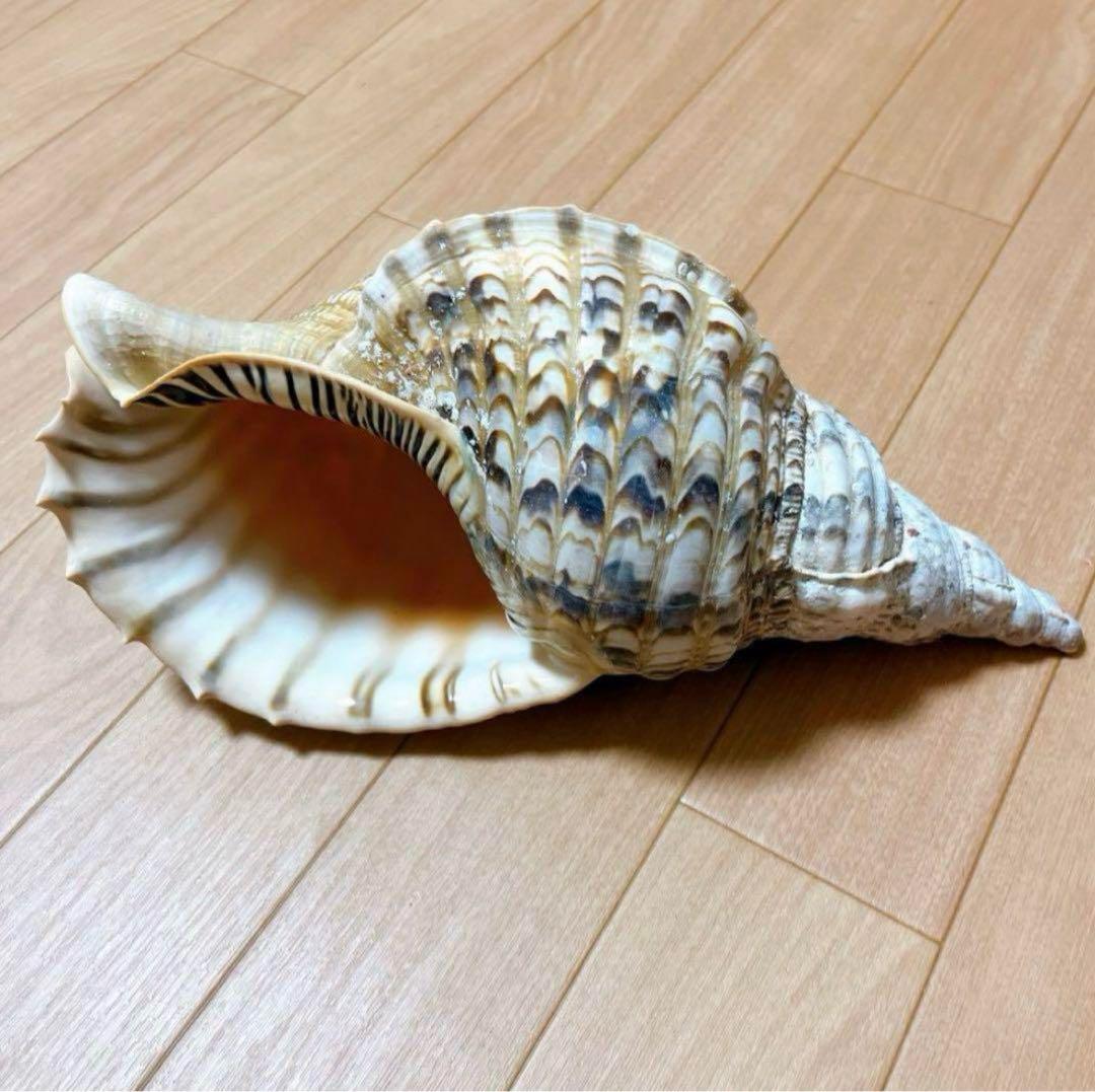 沖縄】天然ホラ貝 法螺貝 ホラ貝 インテリア 魔除け - メルカリ