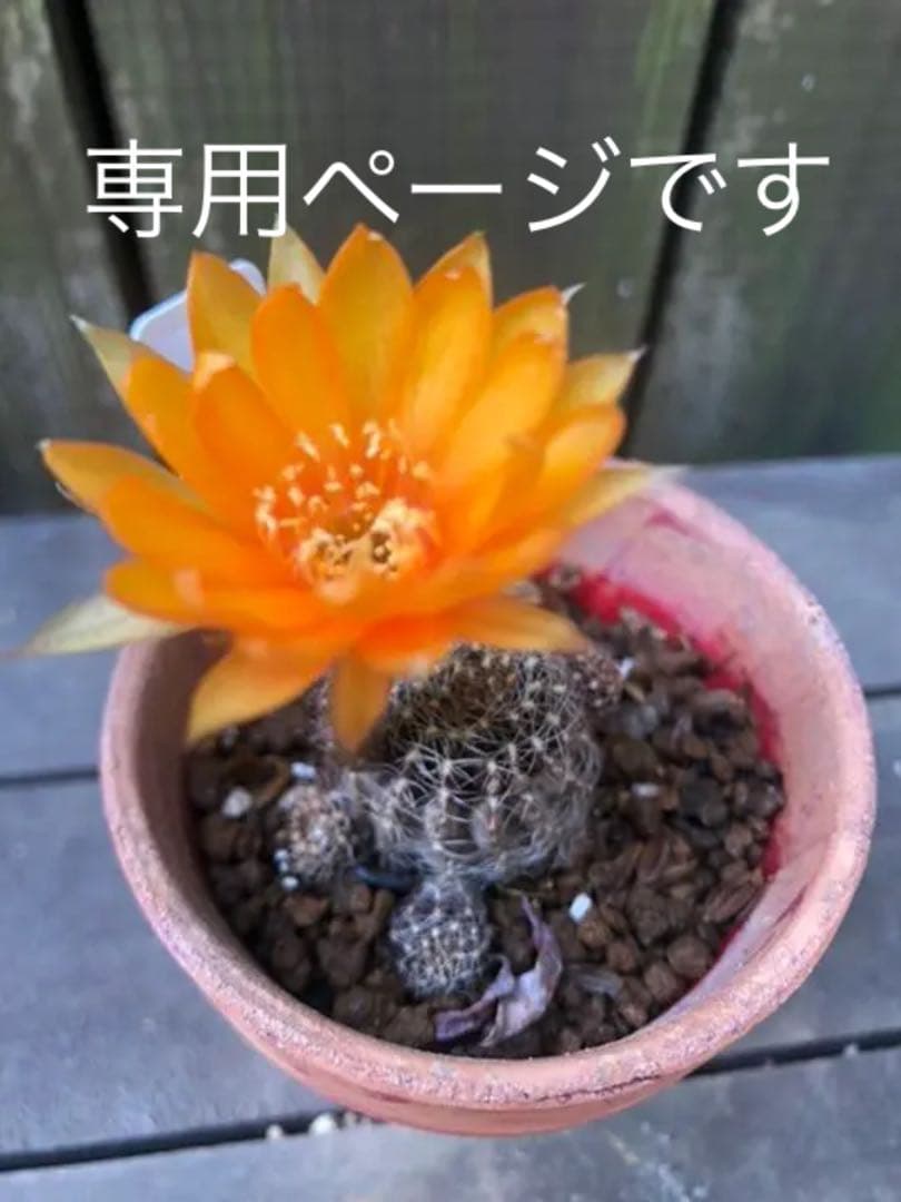 サボテン アラクナカンサ♪抜き苗 799円 1704083262219_483340_20240101_