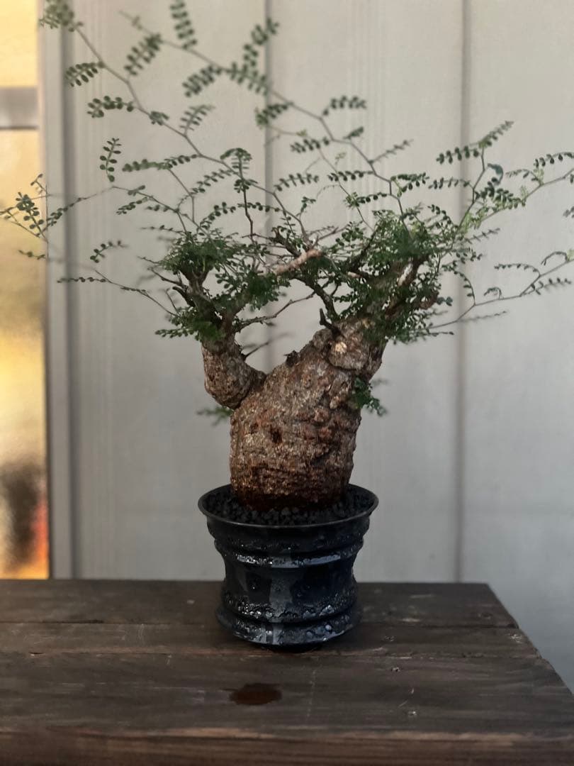 オペルクリカリアパキプス　現地球　（グラキリス　パキプス オペルクリカリア パキプス 現地球 – Caudex