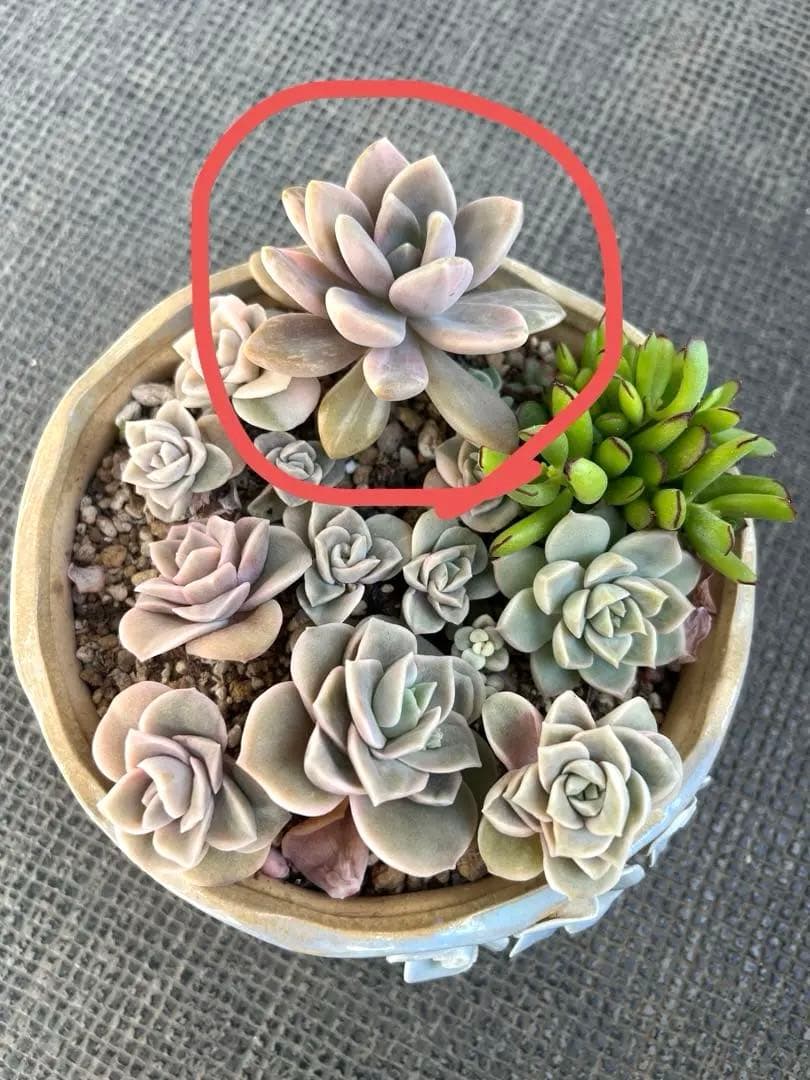 多肉植物 錦 抜き苗 - メルカリ