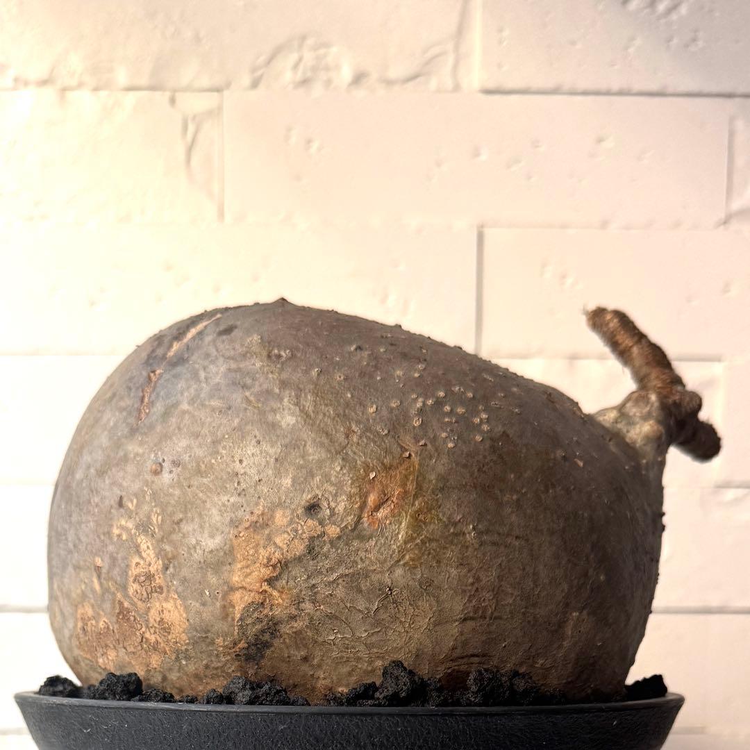 【紋次郎】PG40 パキポディウム グラキリス 発根済 現地株 多肉植物）一点物 パキポディウム グラキリス 現地株 発根確認済み 3