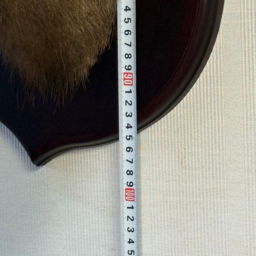 日本鹿 ニホンシカ② 伊豆半島 鹿角 剥製 壁掛け ハンティング