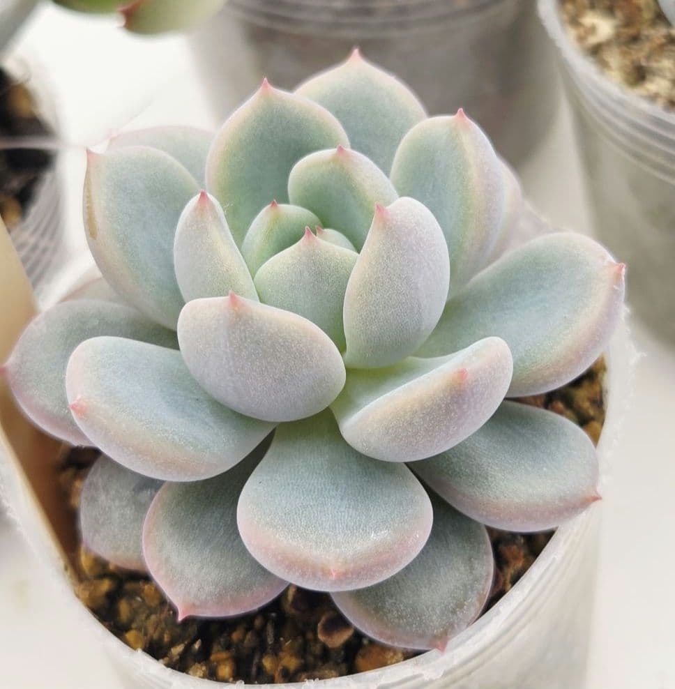 同梱ひまゆき様①大きめ苗 さくらホイップ❣️中里リン❣️エレイン交配❣️発根済