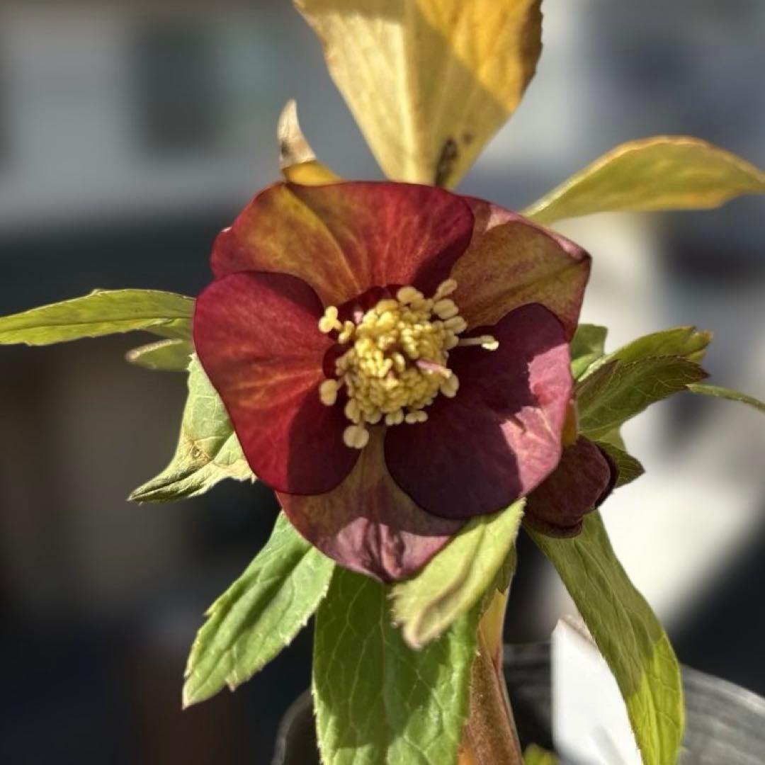 ご依頼品 楽天市場】【ふるさと納税】スリクソン ZXi ドライバー ≪2024年モデル