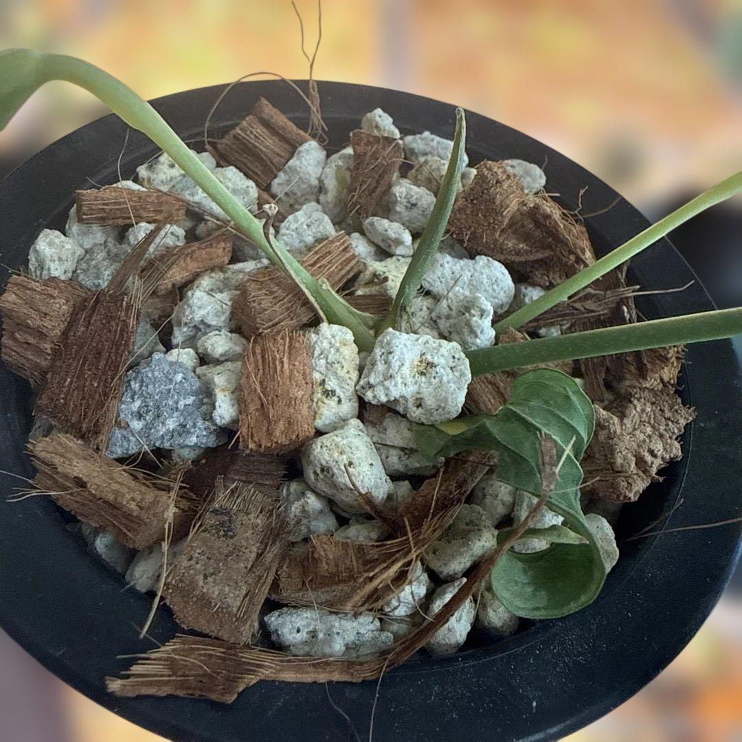 アンスリウム・ワロクアーナム 3号ロングポット ワロクアナム