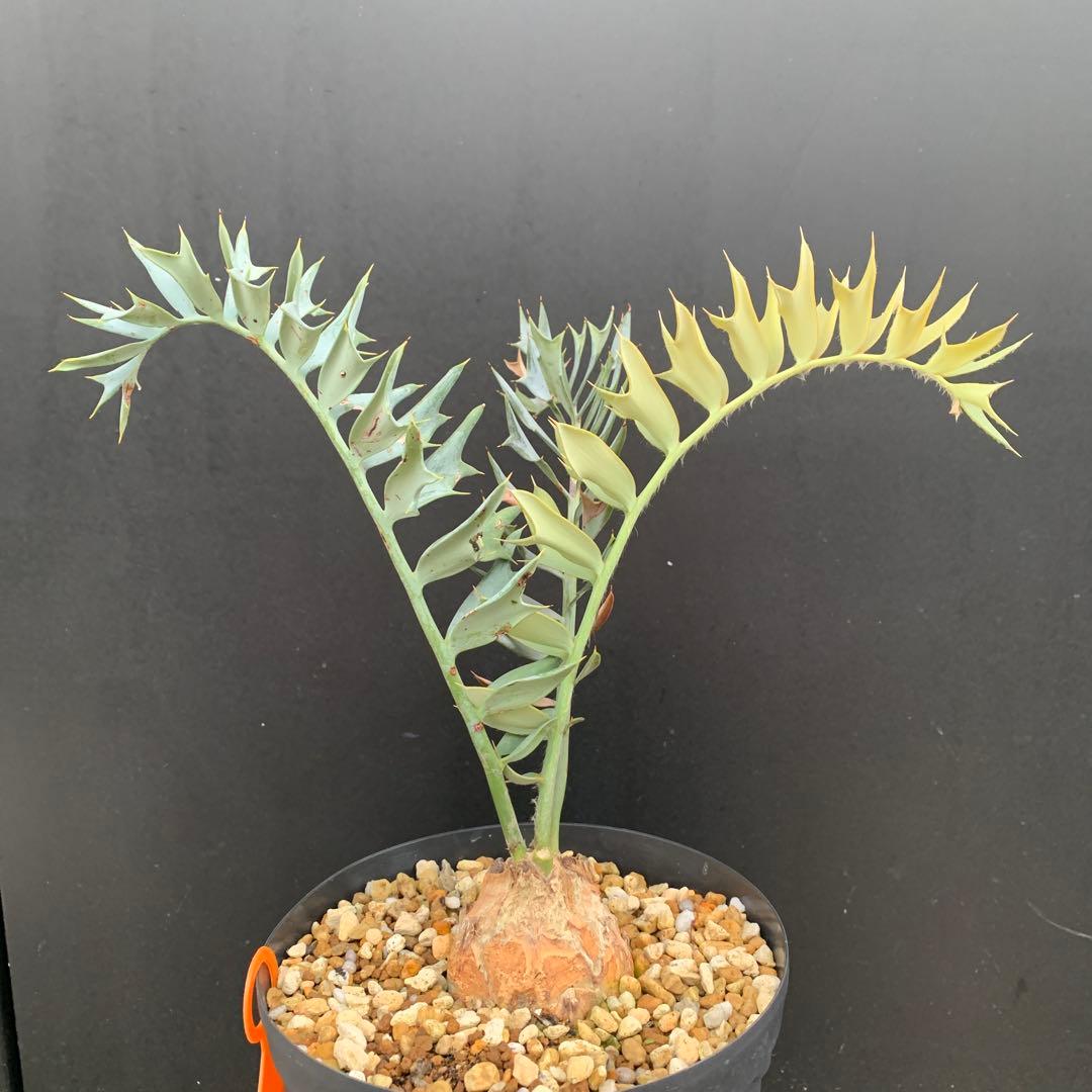 南アフリカ産】エンセファラルトス・ホリダス（No3-20）