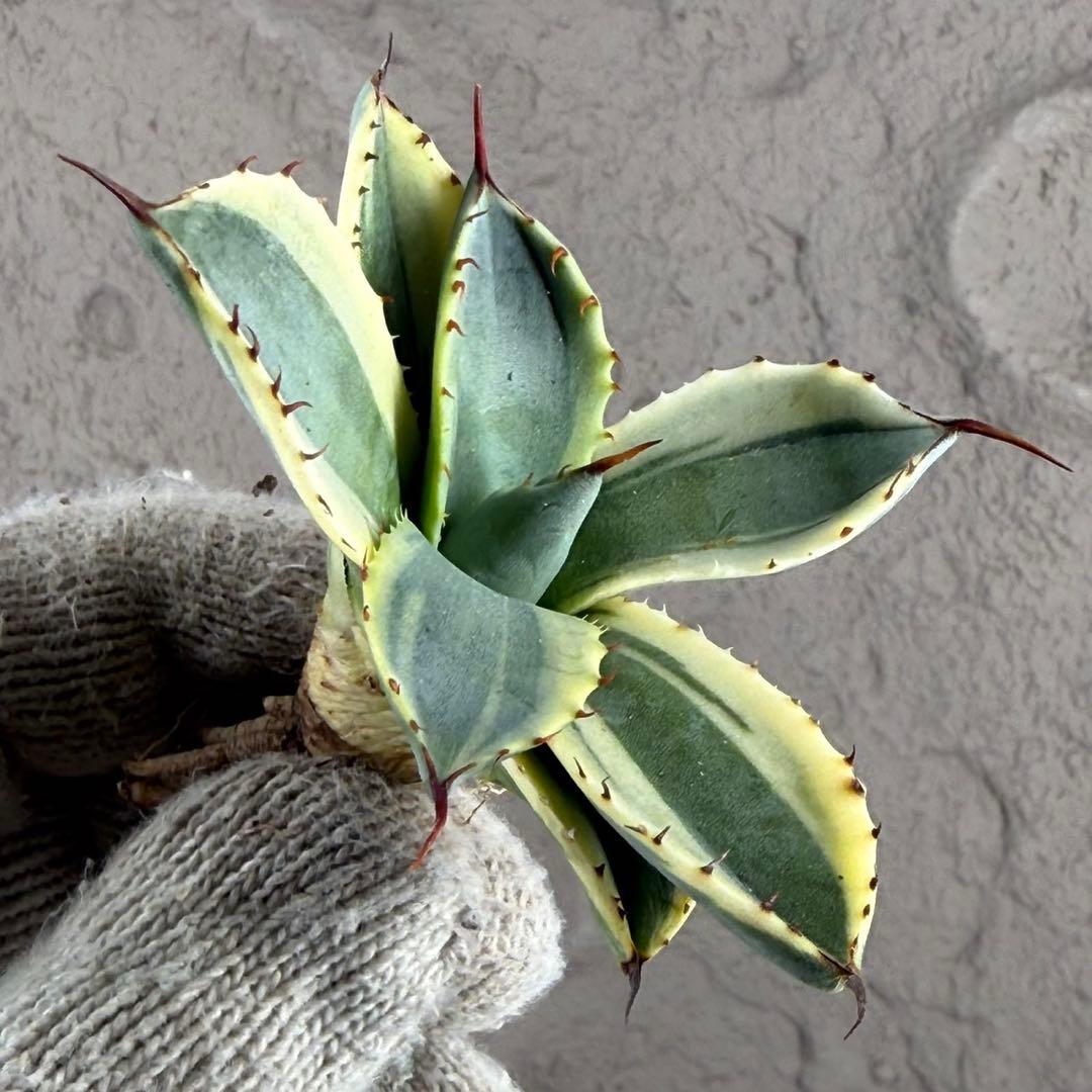 アガベ パリー“OCオリザバ”】OC天芽/最高コントラスト/明瞭斑入り/L-1