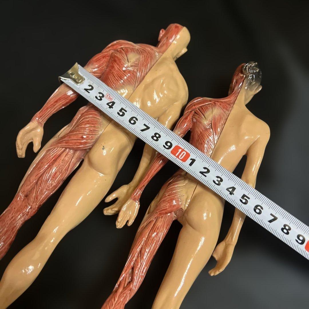 人体模型　貴重　激レア　男女