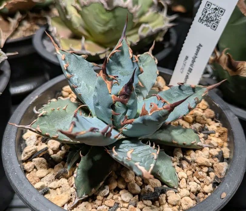 アガベ 妖炎✕BB ハイブリッド 子株 発根済み エボリスピナ ブルー葉