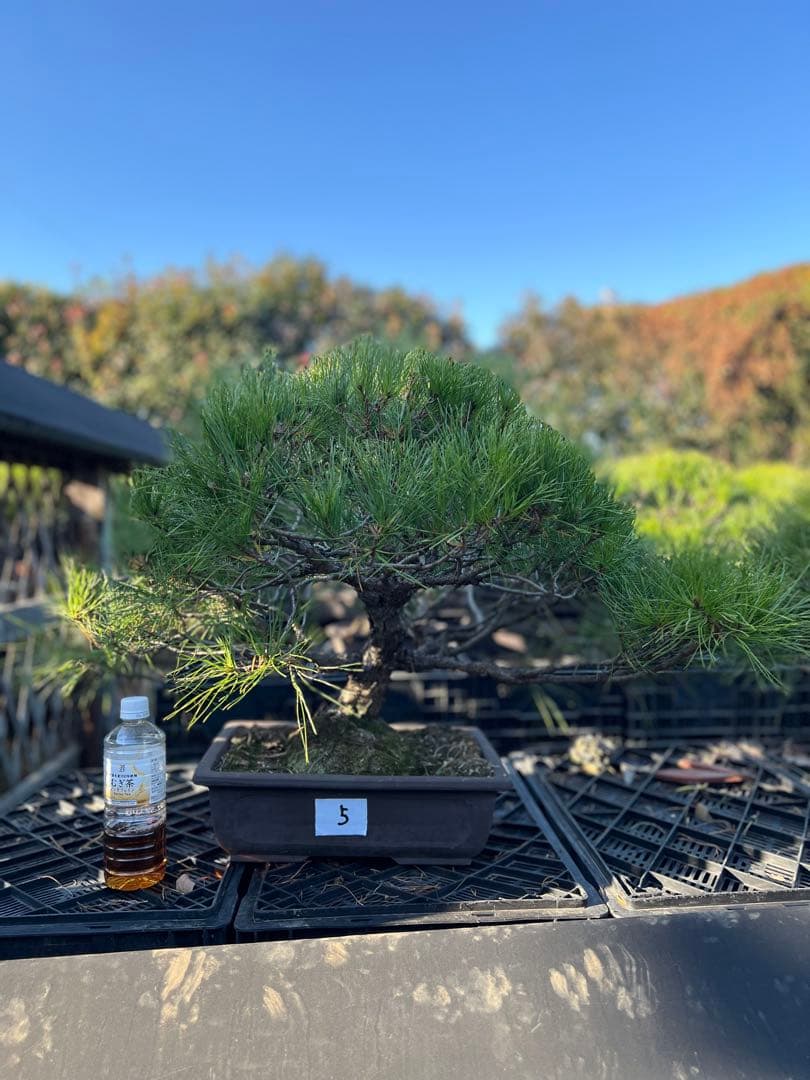 初売り　赤松盆栽　中品　極上品 赤松(中品） - 米谷大蓉園