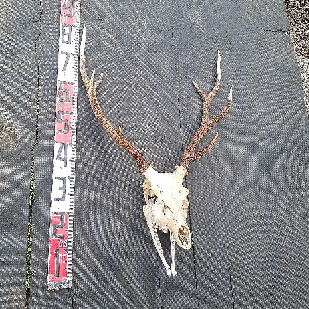 鹿 ニホンジカ 鹿角 剥製 頭骨 スカルトロフィー 頭蓋骨 ニホンジカ