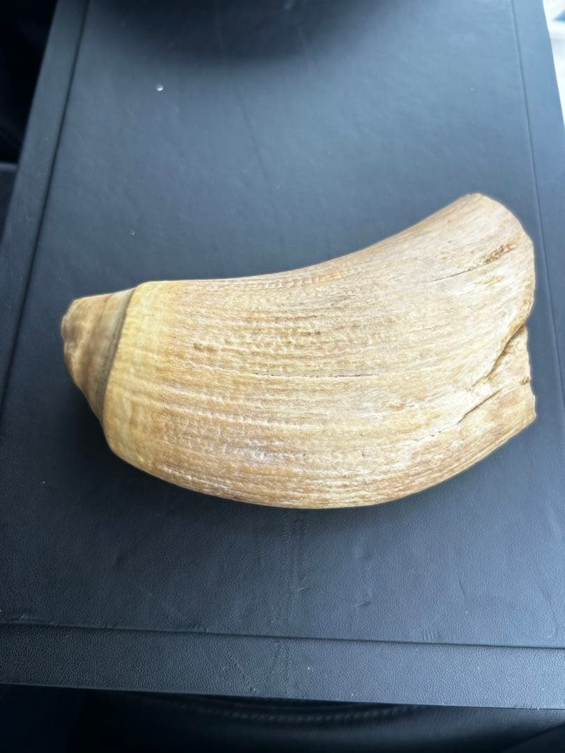 マッコウクジラ 歯 鯨歯 特大 491.43g 印材や工芸品の素材などに