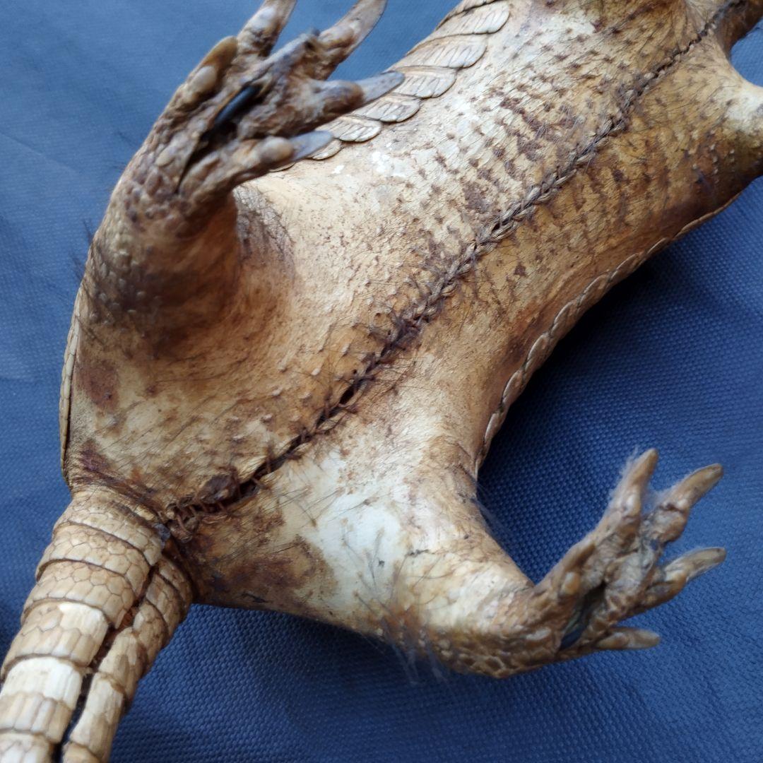 アルマジロ　剥製