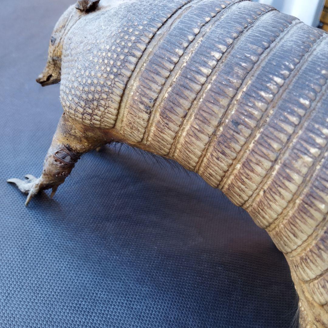 アルマジロ　剥製