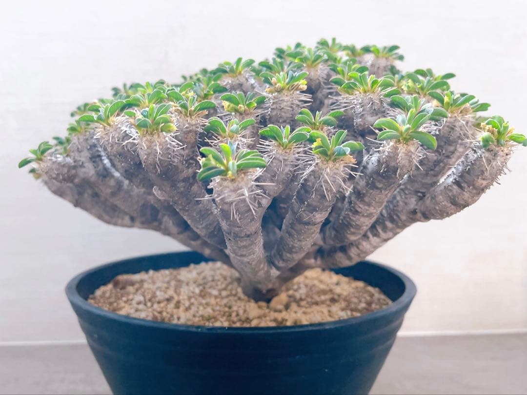 《期間限定販売❗️》『ユーフォルビア　ギラウミニアナ』現地球　発根済み極美大株