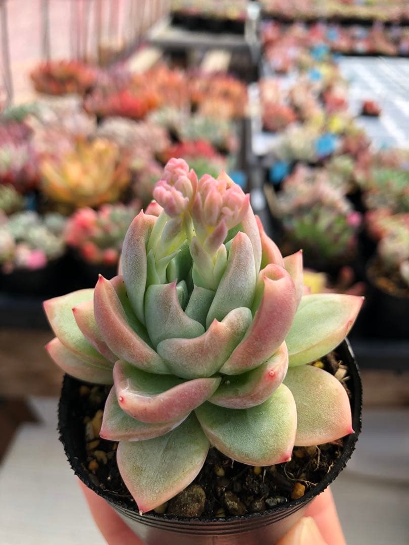 多肉植物 5品種♡抜き苗セット - メルカリ