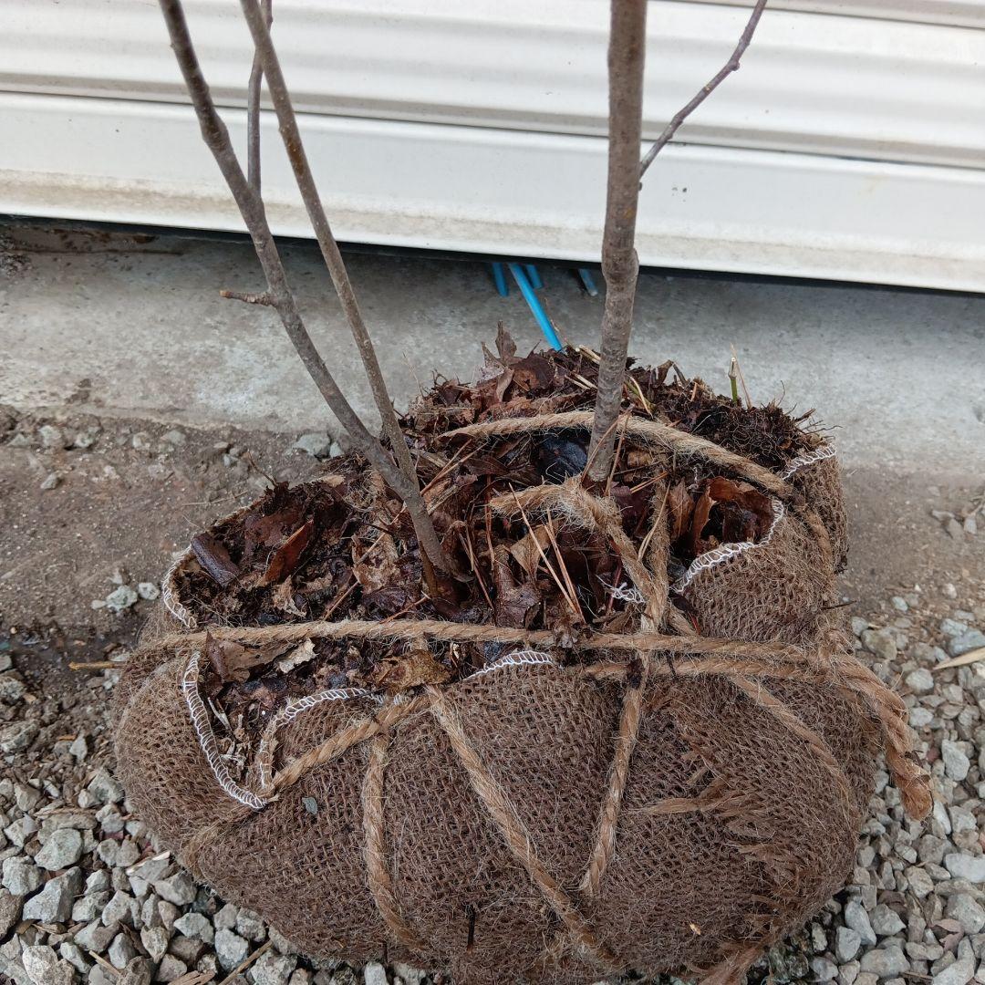 ナツハゼ 3本立ち 山採り - メルカリ