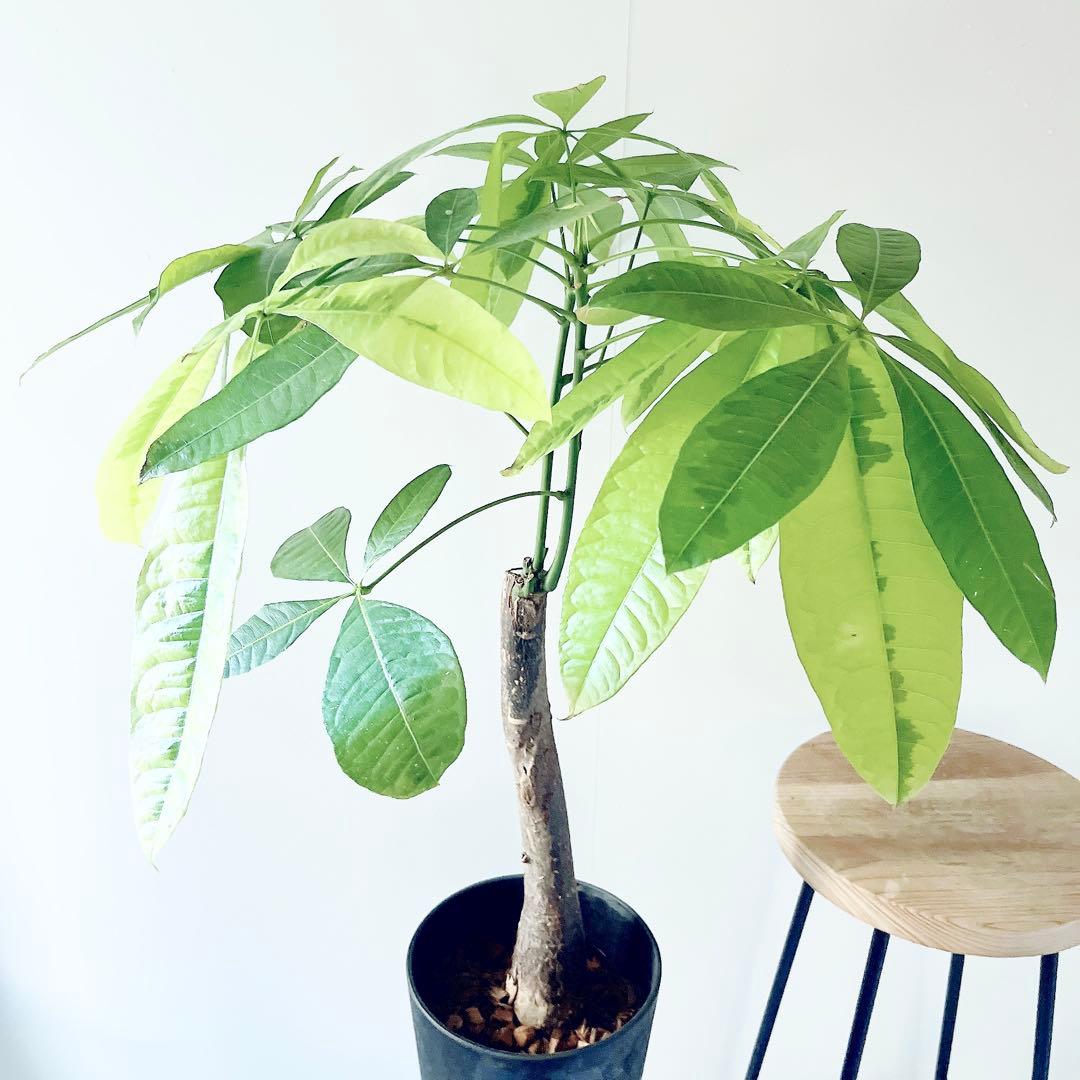 《希少》パキラ ムーンライト アートスポット仕立て 観葉植物 大型 室内