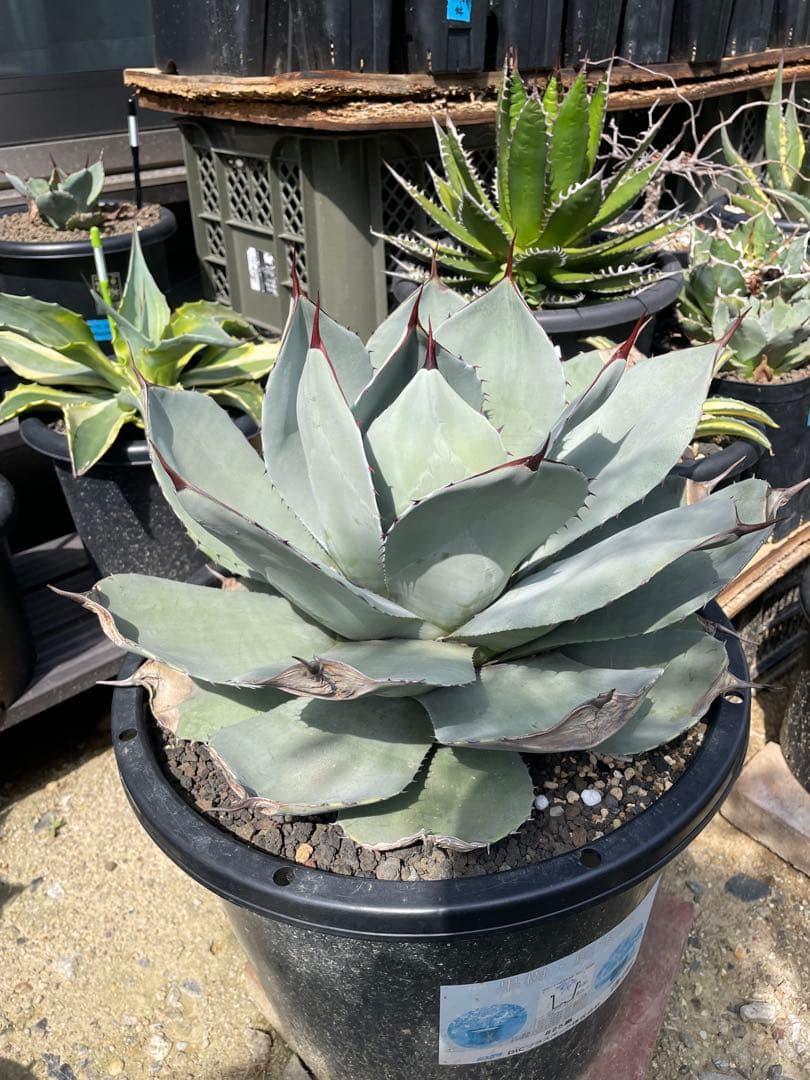 アガベ パリー トランカータ オリザバ ホーチエンシス ドライガーデン アガベ パリー トランカータ | mana's farm:塊根植物・アガベ・ドライ