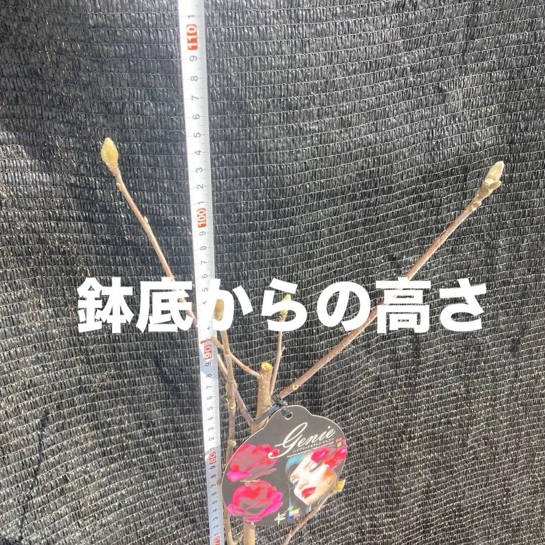 ②*:ஐ矮性で鉢栽培も可能‼︎魅力的な花色‼︎*:ஐモクレン・苗木