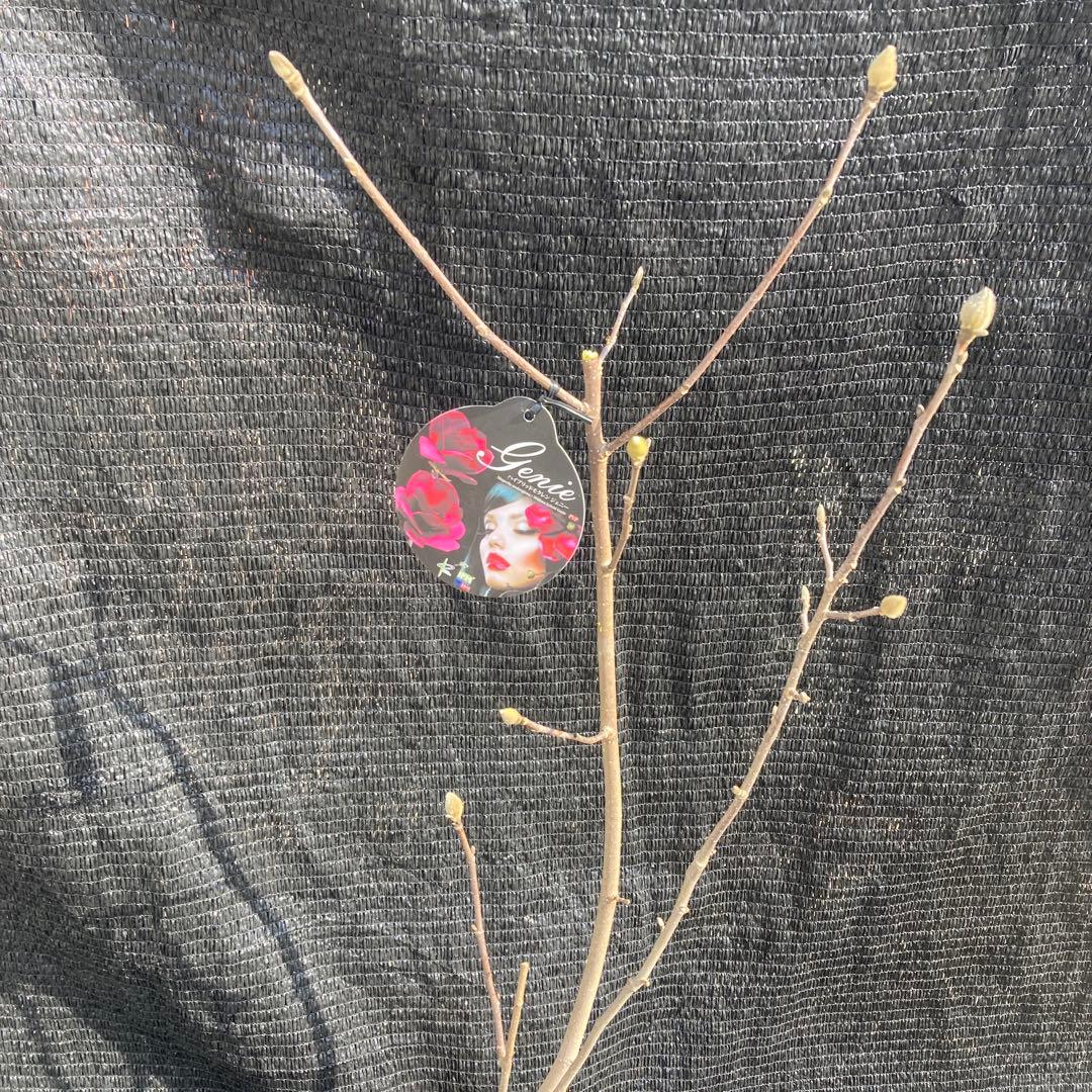 ②*:ஐ矮性で鉢栽培も可能‼︎魅力的な花色‼︎*:ஐモクレン・苗木