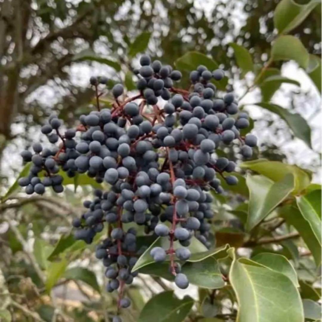 トウネズミモチの実 木の実 - メルカリ