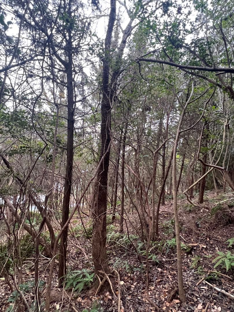 現品　ミツバツツジ　自然樹形　超特大　4mほど　山採り 現品 ミツバツツジ 自然樹形 超特大 4mほど 山採り - メルカリ